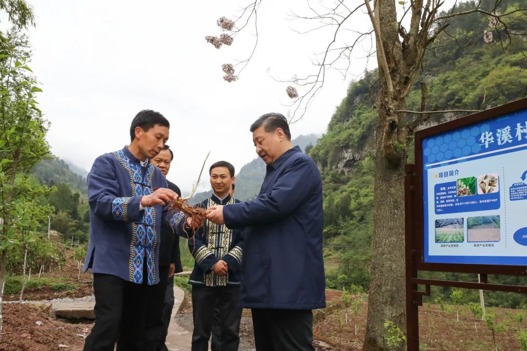 2019年4月15日，習近平在重慶華溪村考察特色經(jīng)濟作物帶動(dòng)村民脫貧的情況。新華社記者 鞠鵬 攝
